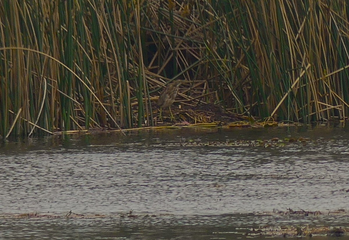 American Bittern - ML616683733