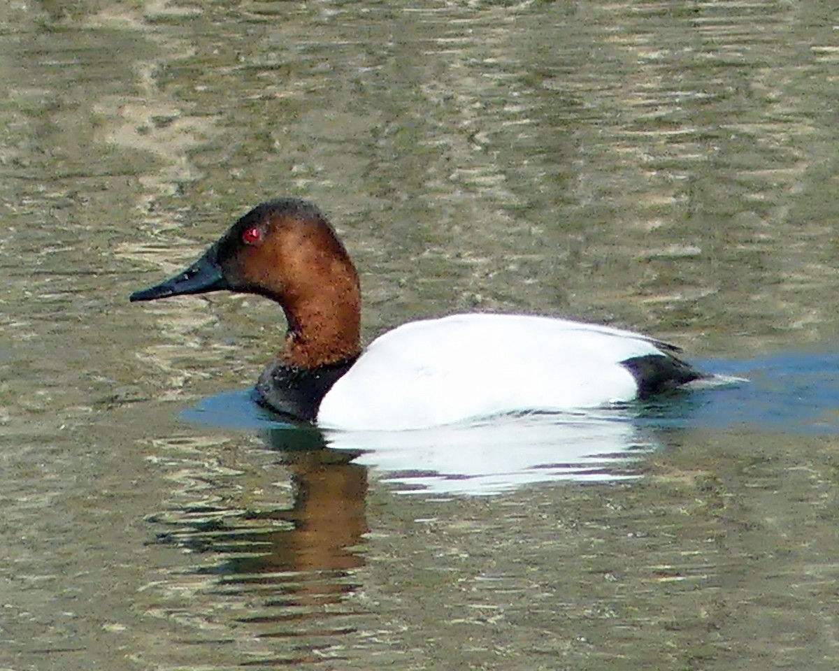 Canvasback - ML616683750