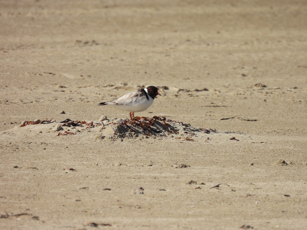 Hooded Plover - ML616683781