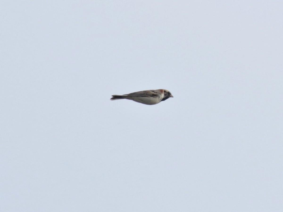 Lapland Longspur - ML616683783