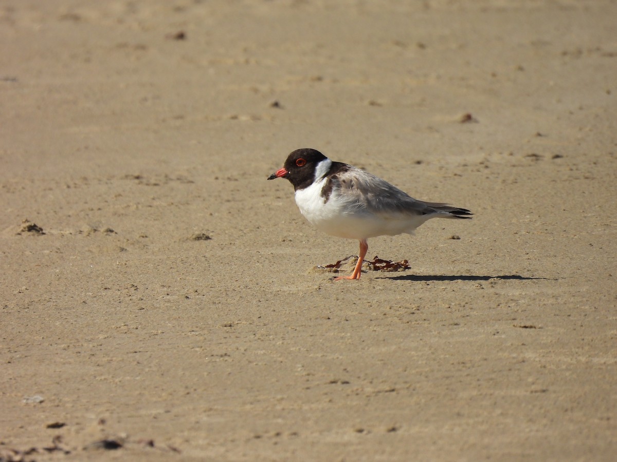 Hooded Plover - ML616683794