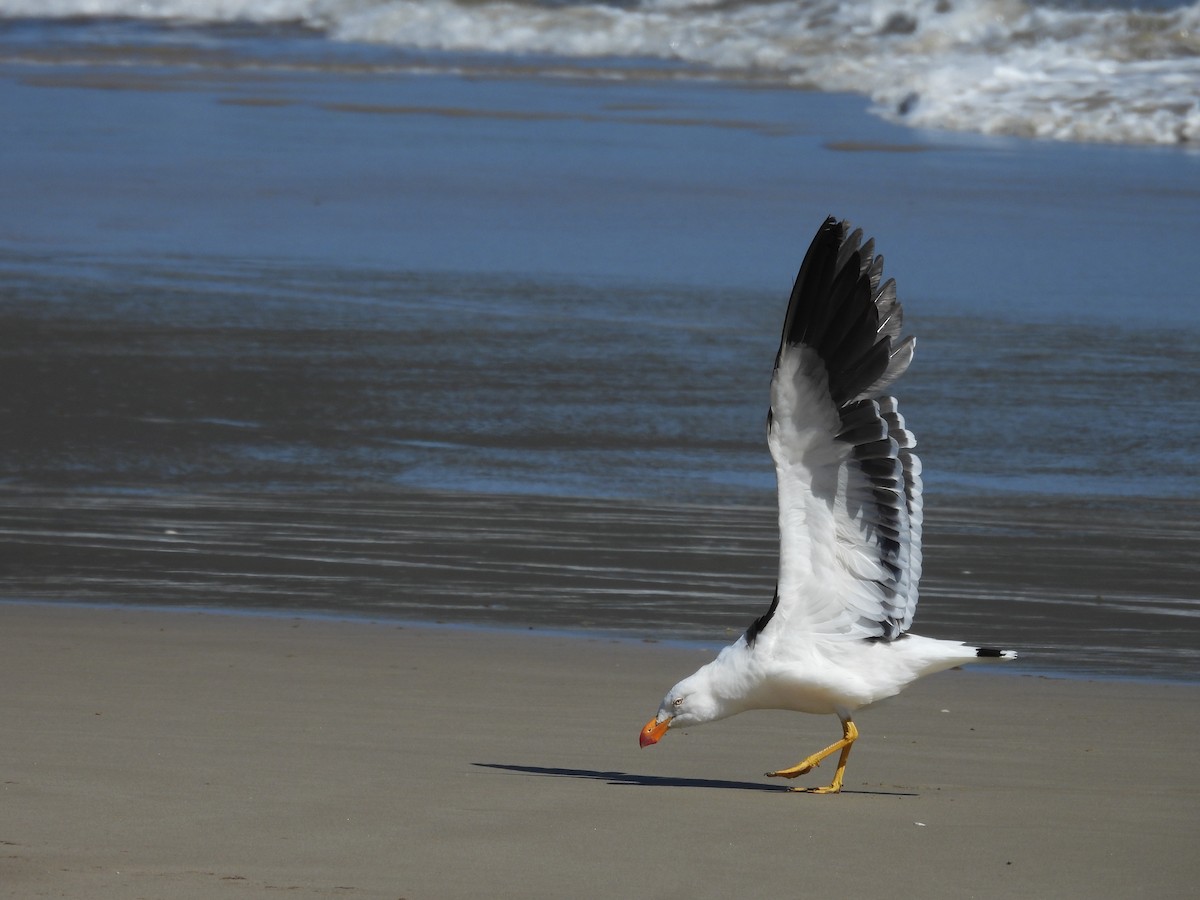 Gaviota de Tasmania - ML616683837