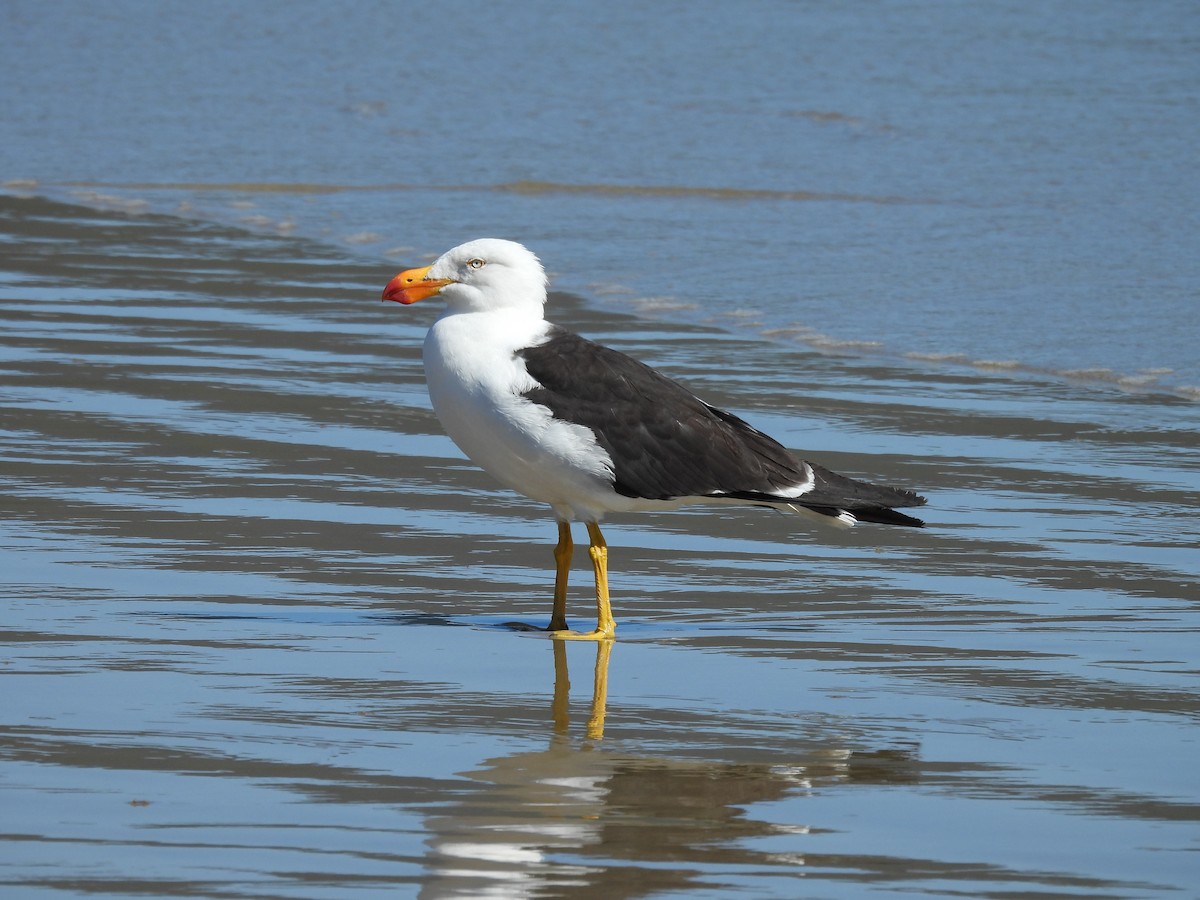 Pacific Gull - Paul James