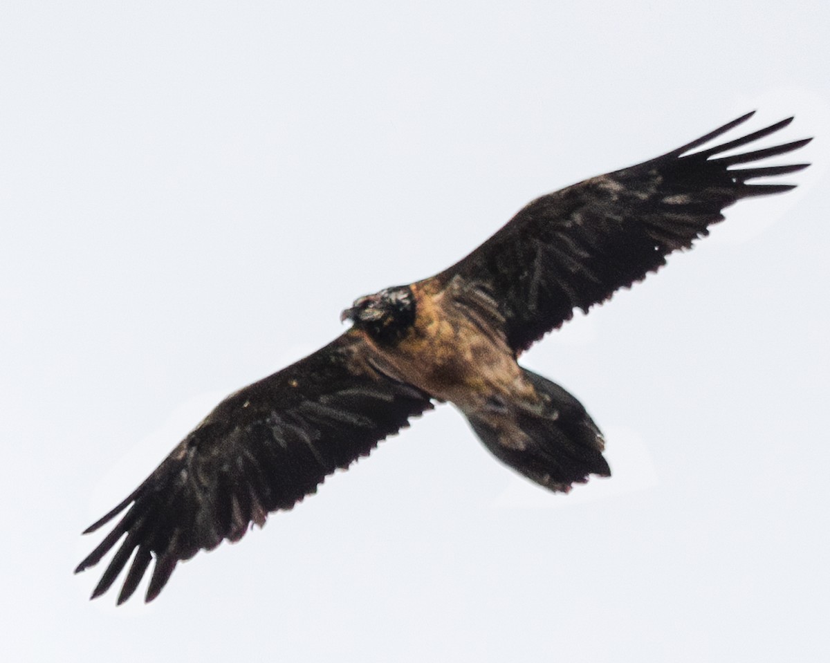 Bearded Vulture - Erdem Kuruca