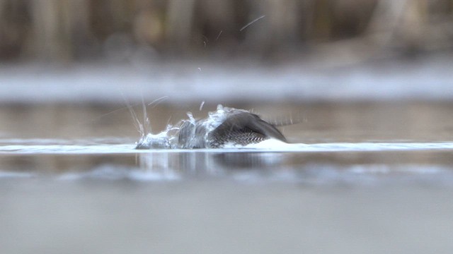 Green Sandpiper - ML616683896