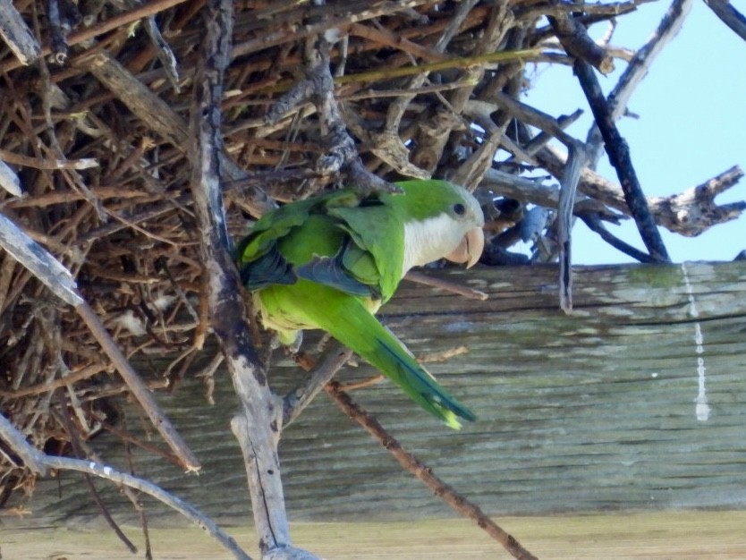 Monk Parakeet - ML616683914