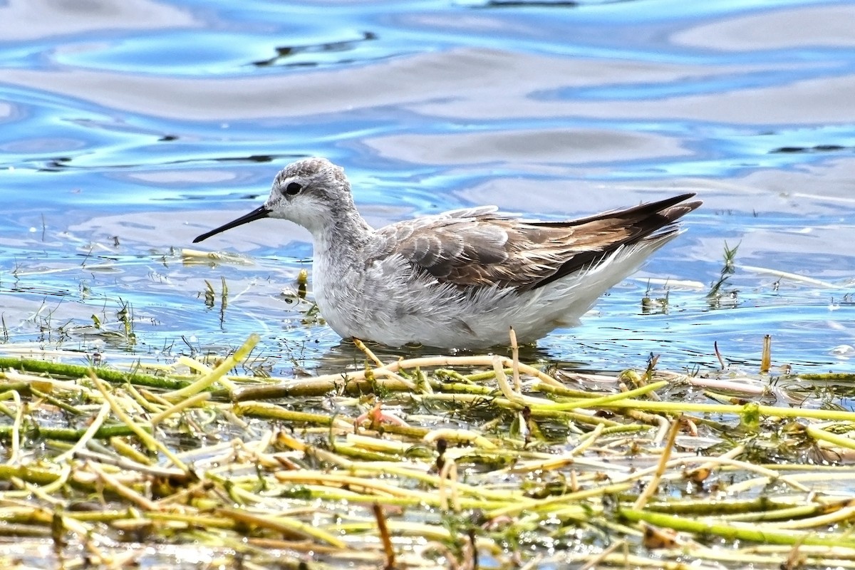 Wilson's Phalarope - ML616684010