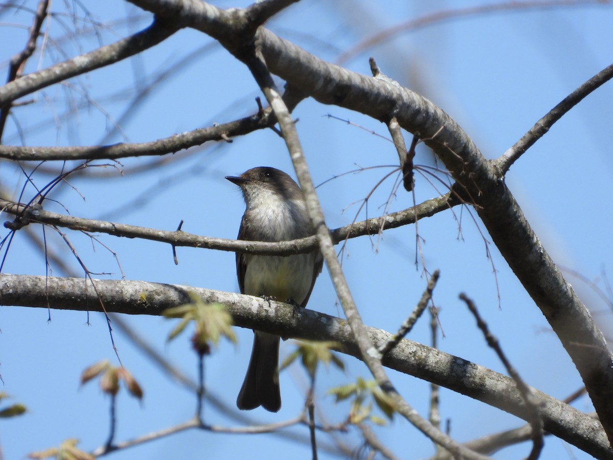 Eastern Phoebe - ML616684051
