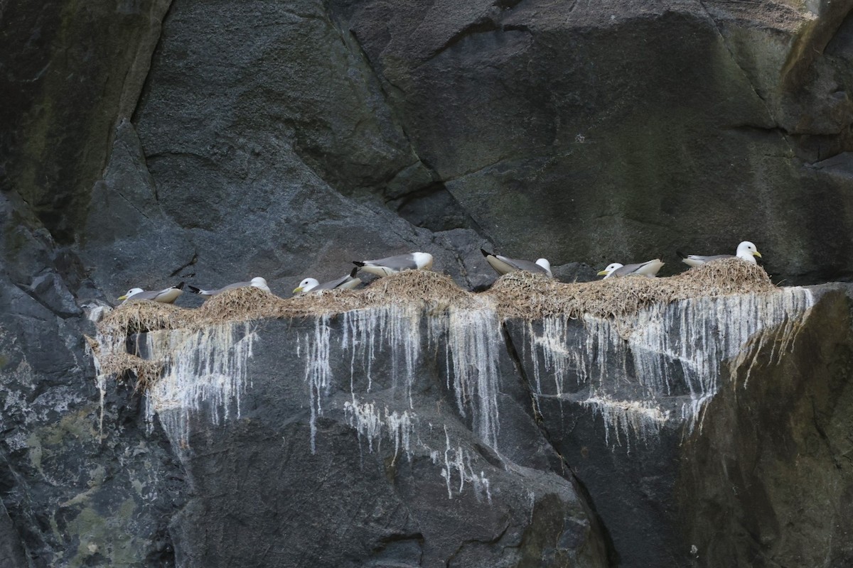 Black-legged Kittiwake - ML616684062