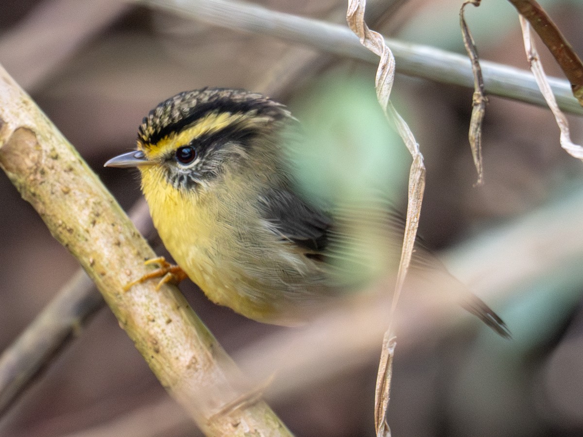 Yellow-throated Fulvetta - ML616684065