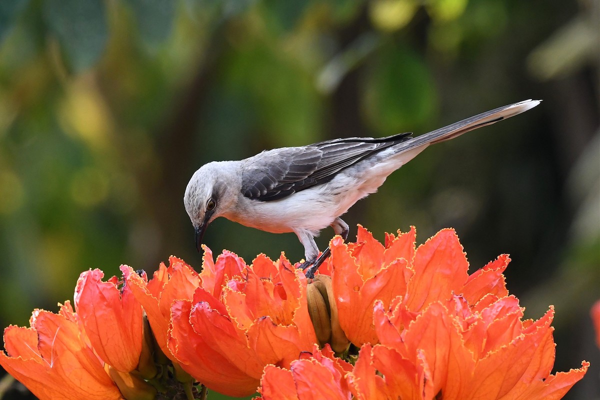 Tropical Mockingbird (Southern) - ML616684099