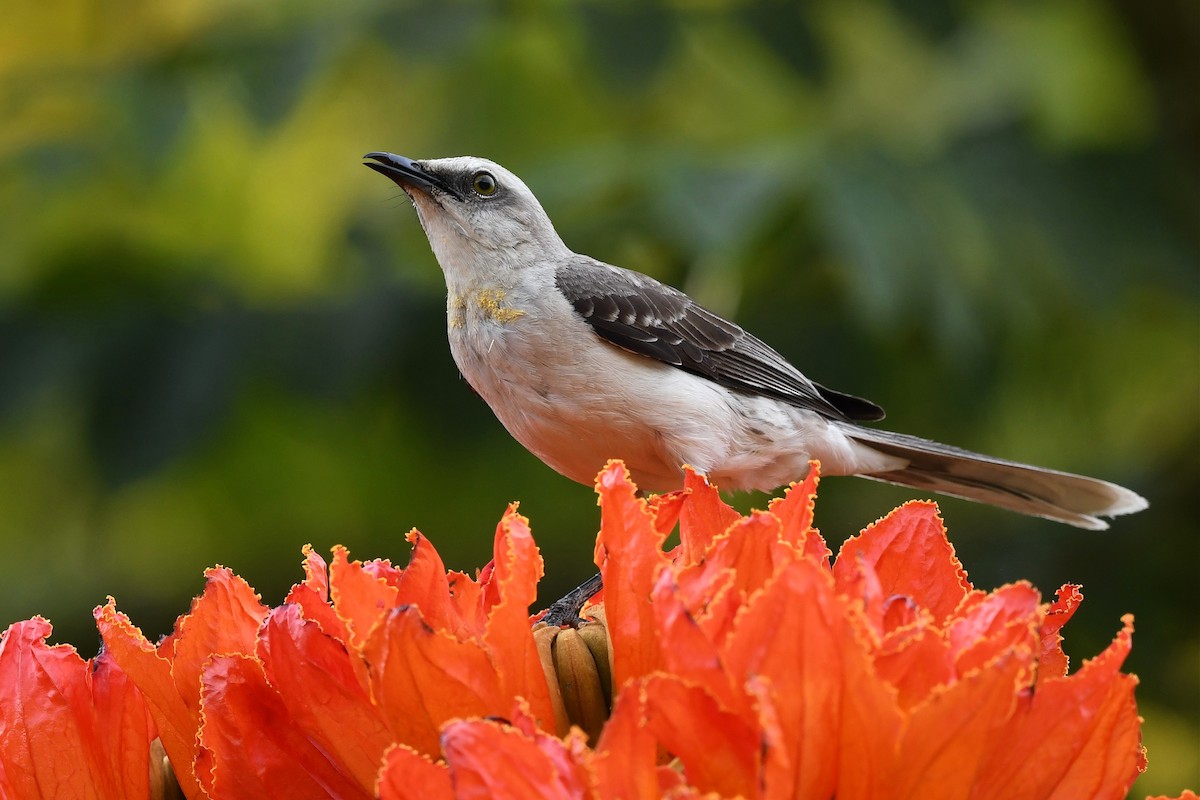 Tropical Mockingbird (Southern) - ML616684100