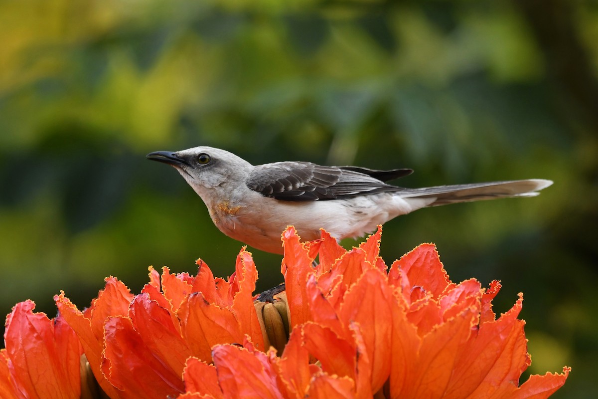 Tropical Mockingbird (Southern) - ML616684101