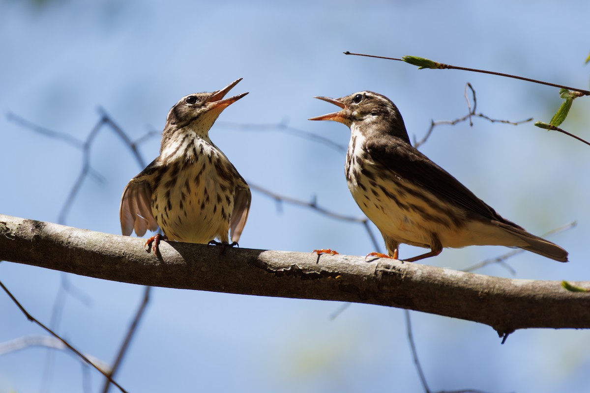 Louisiana Waterthrush - ML616684110