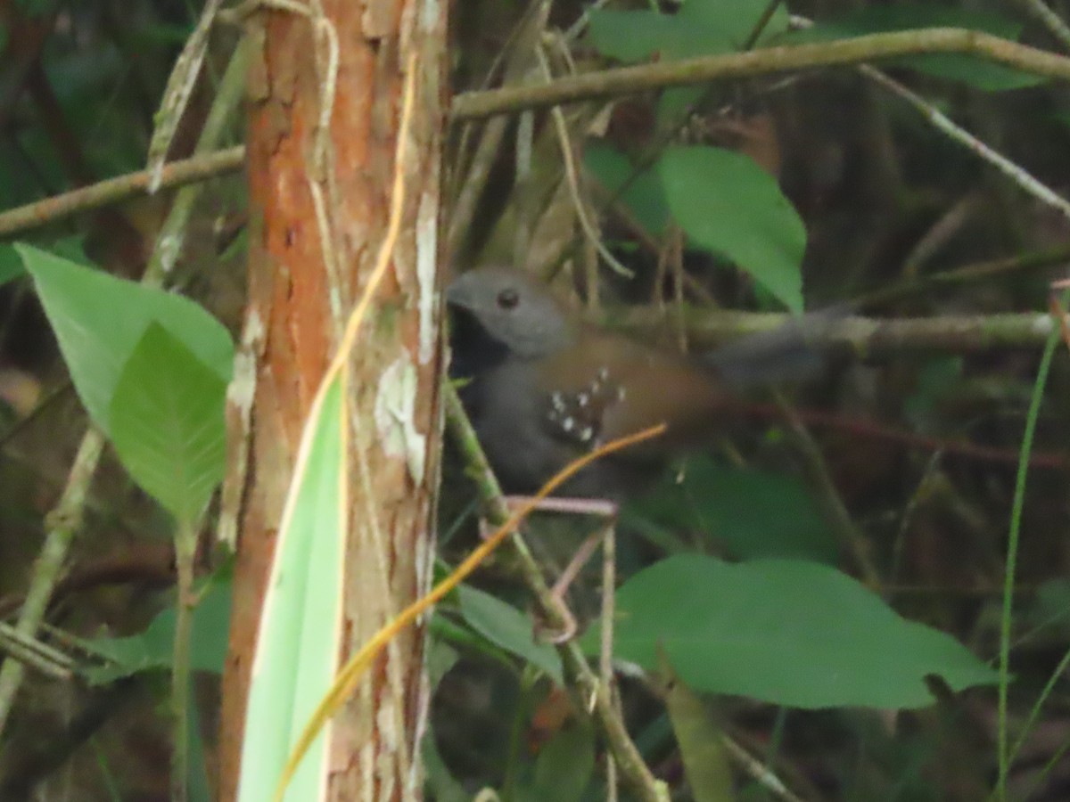 Black-throated Antbird - ML616684114