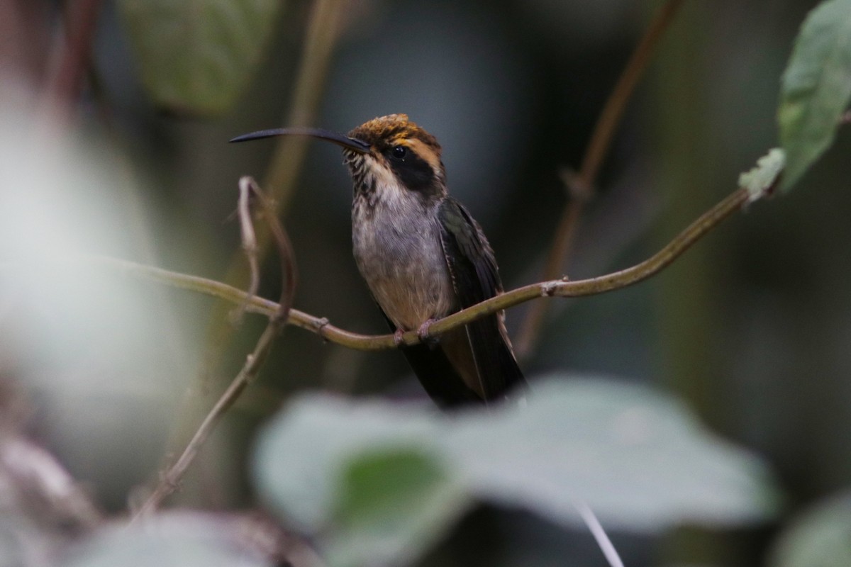 Scale-throated Hermit - ML616684134