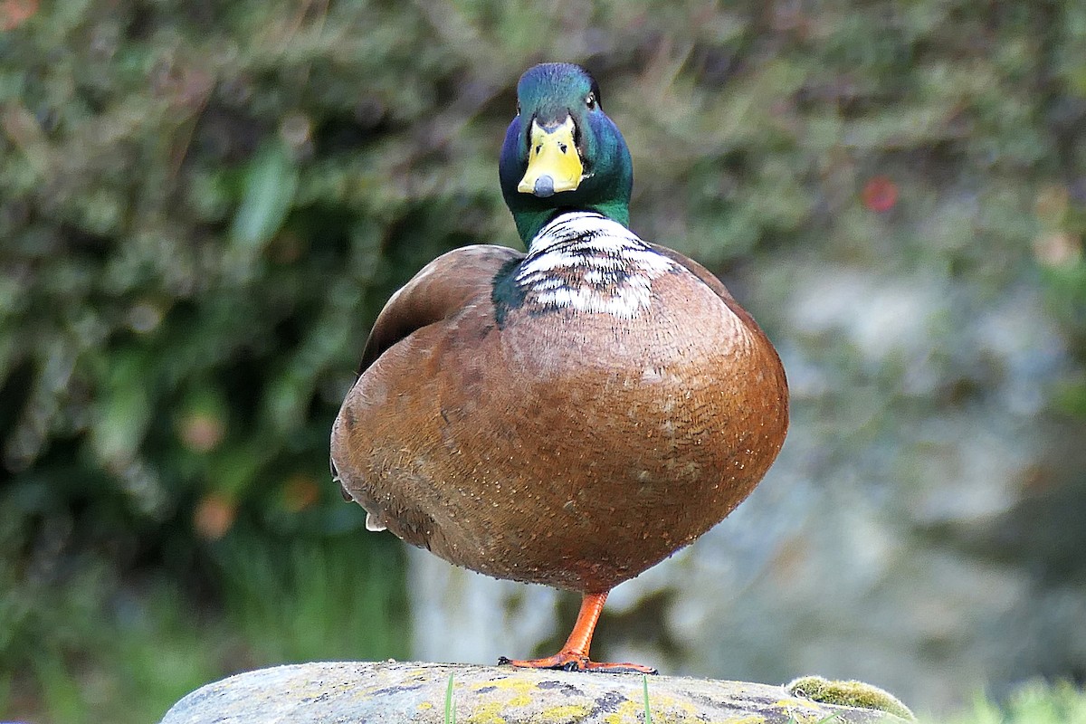 Mallard (Domestic type) - ML616684148