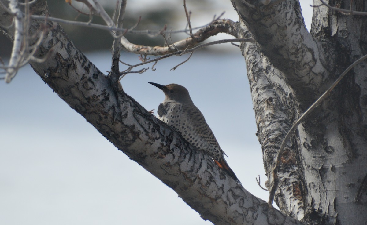 Northern Flicker - ML616684153