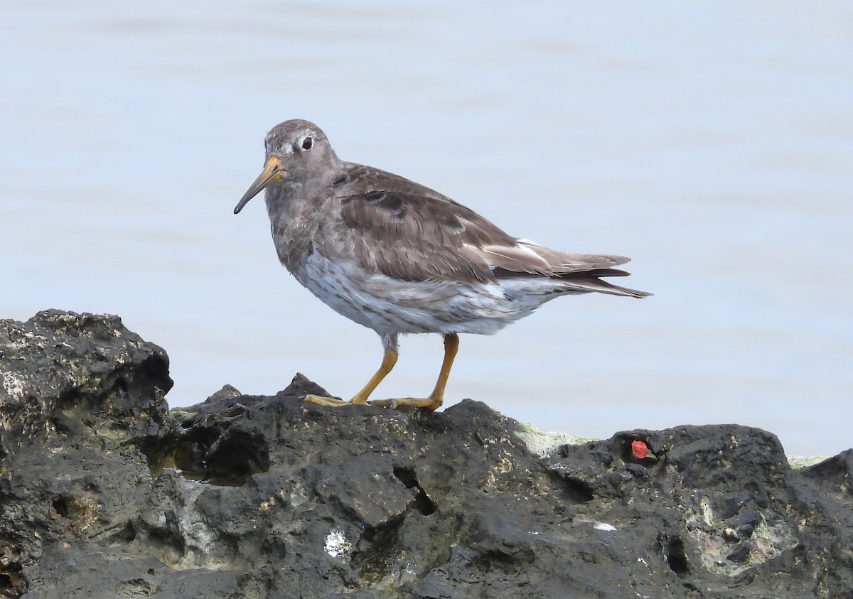 Purple Sandpiper - ML616684179