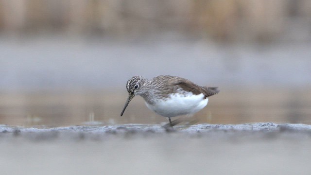 Green Sandpiper - ML616684235