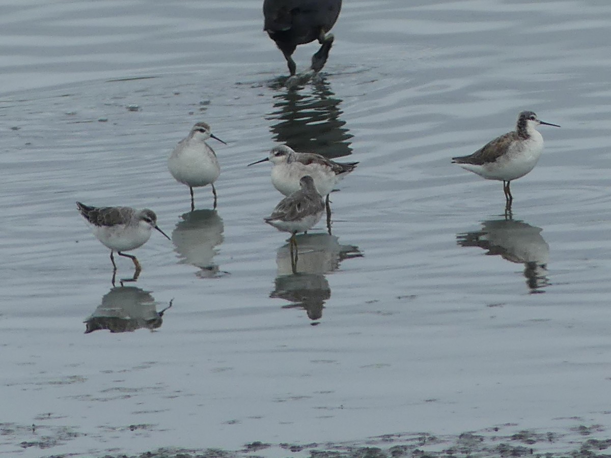 Wilson's Phalarope - ML616684268