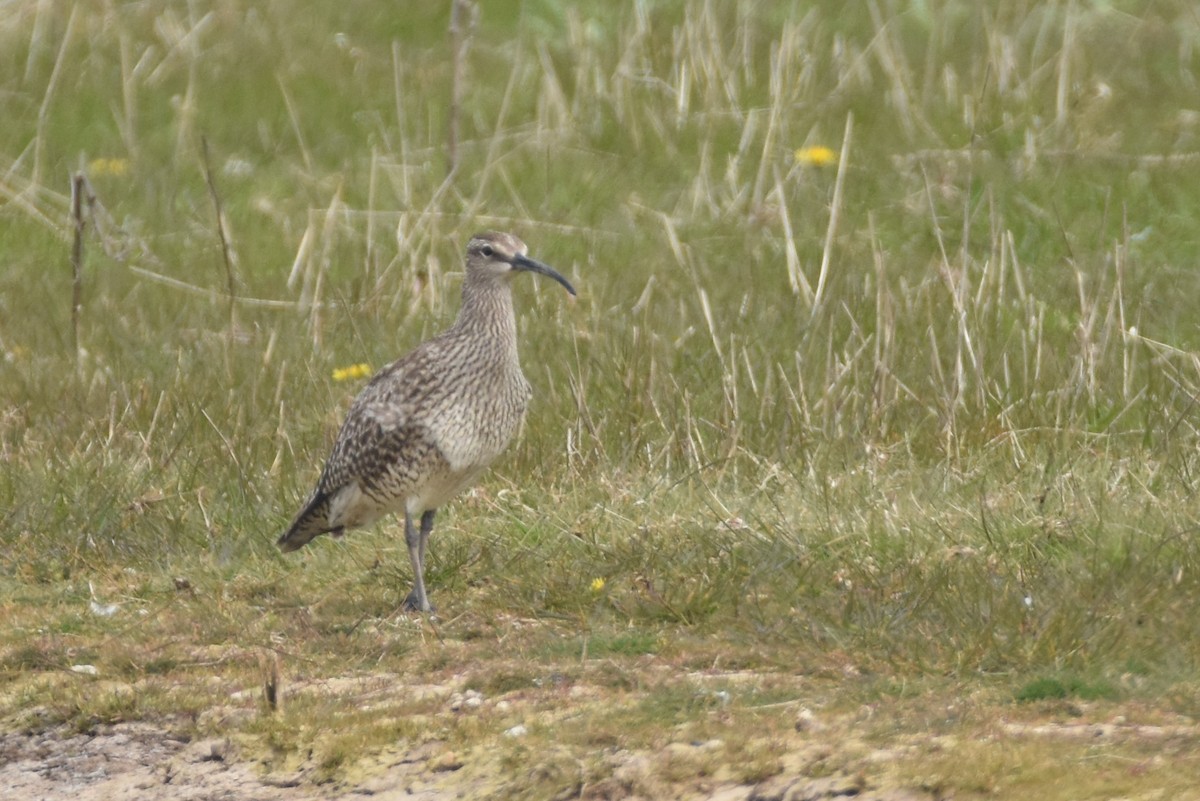 Whimbrel - ML616684340