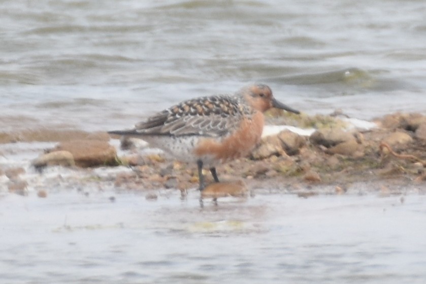 Red Knot - ML616684353