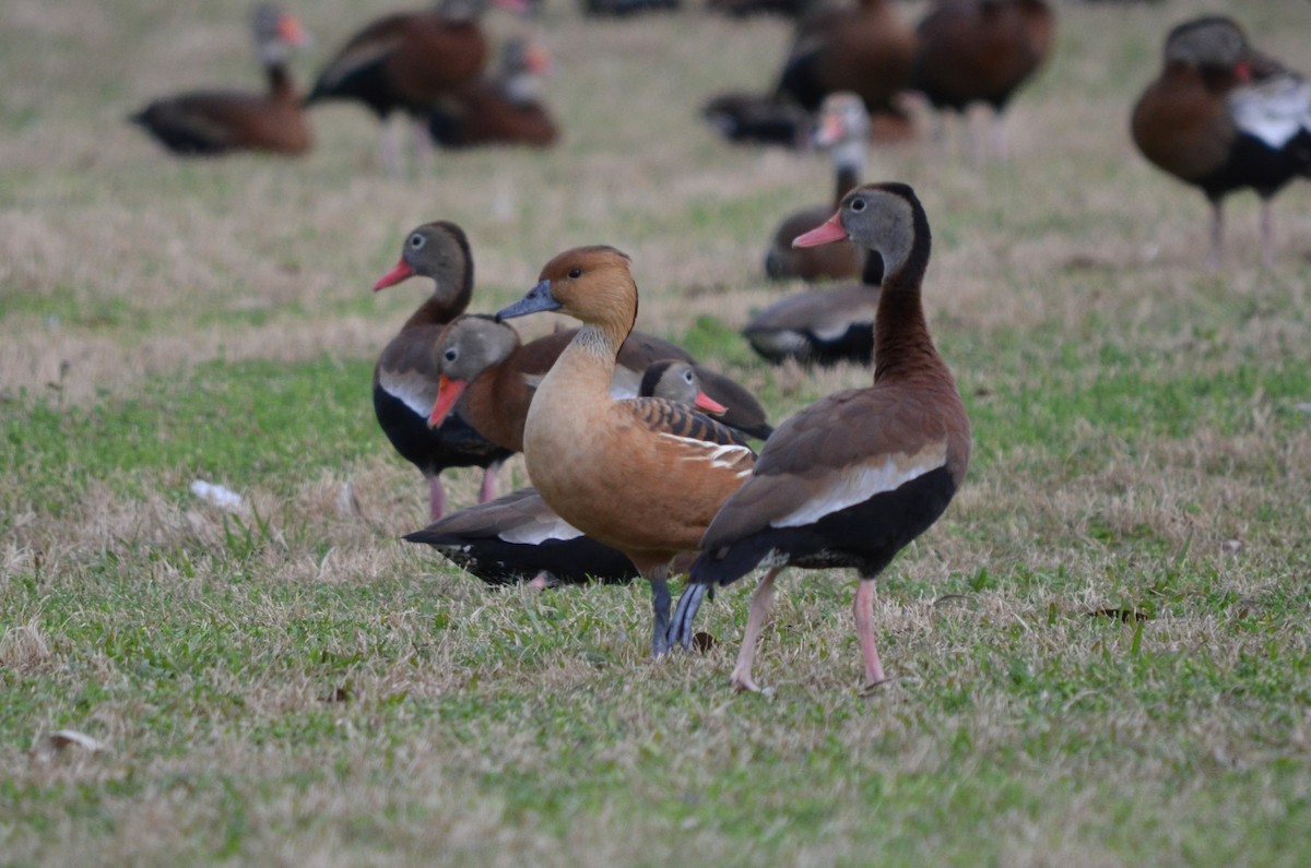 Fulvous Whistling-Duck - Skip Smith