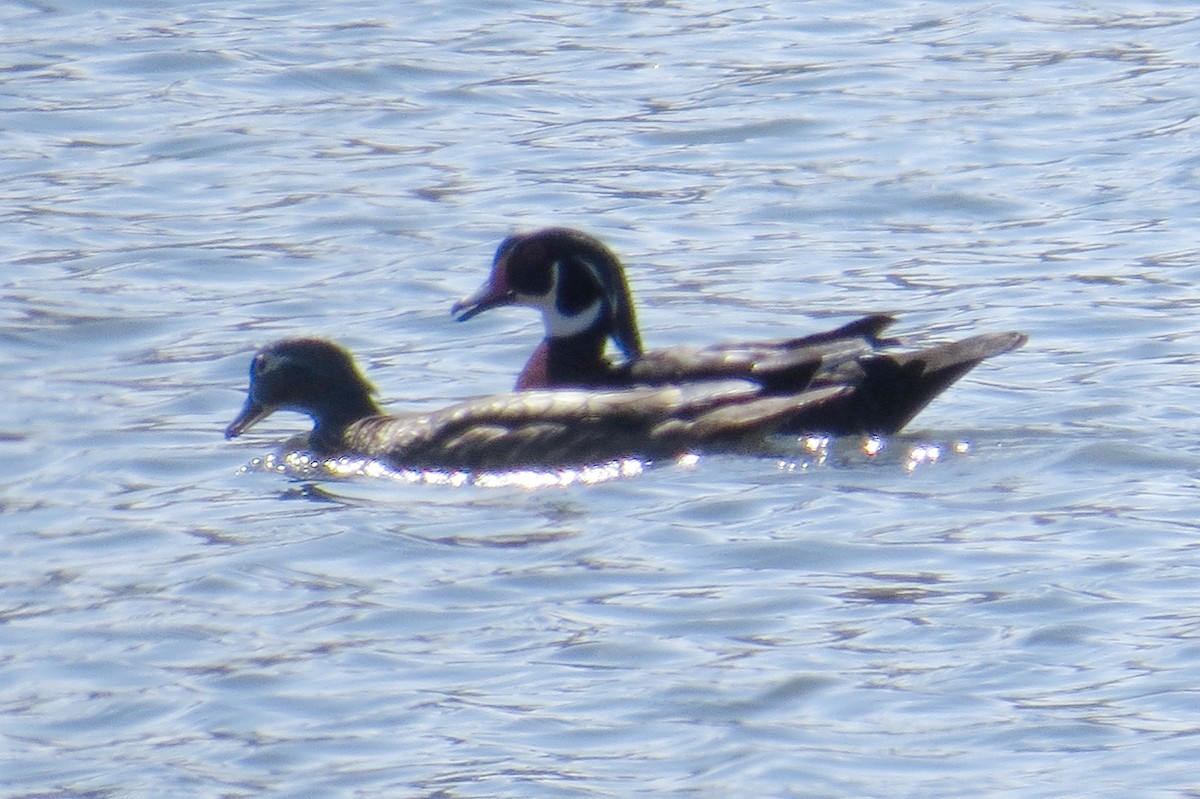 Wood Duck - Mayuko Fujino