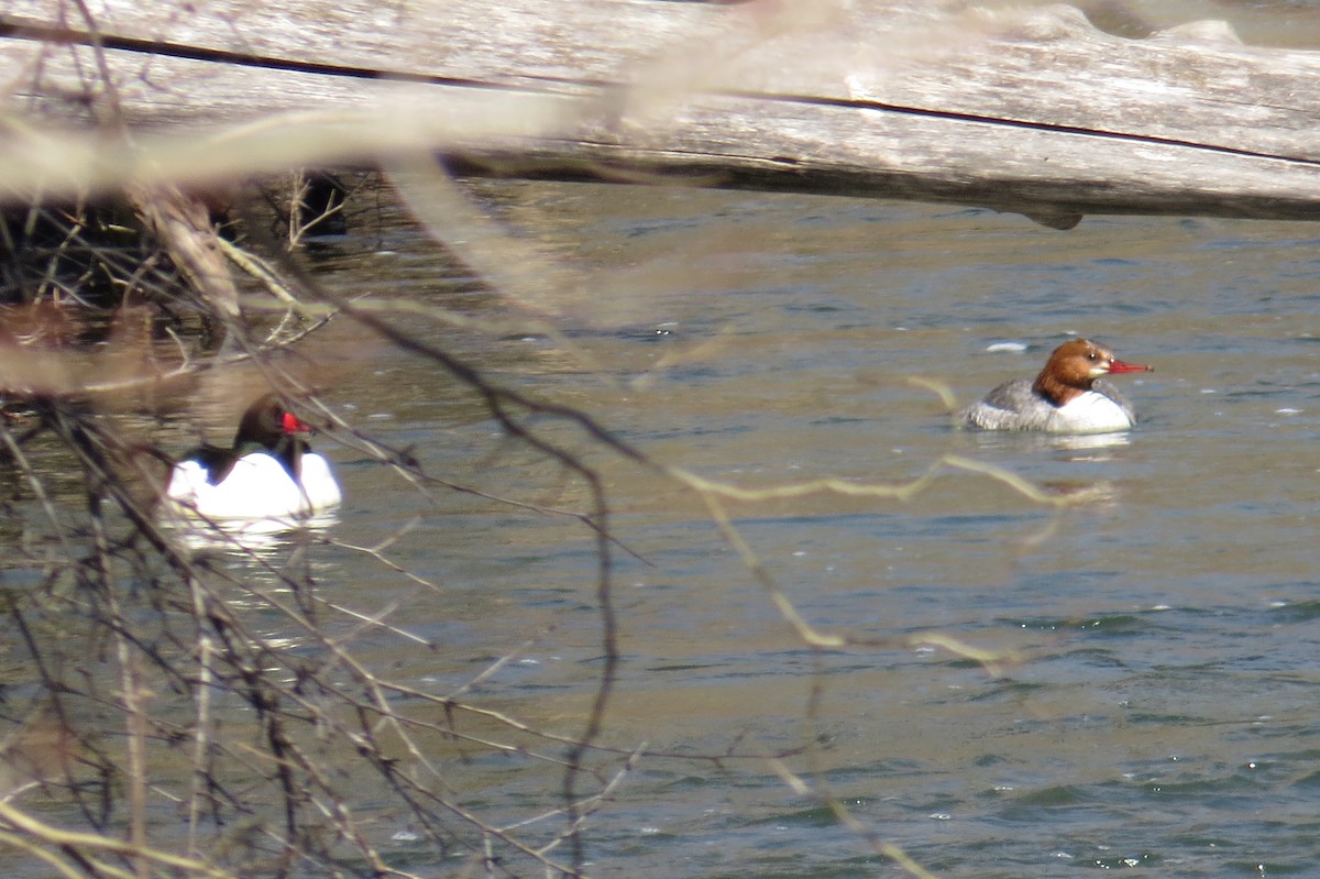 Common Merganser - ML616684538