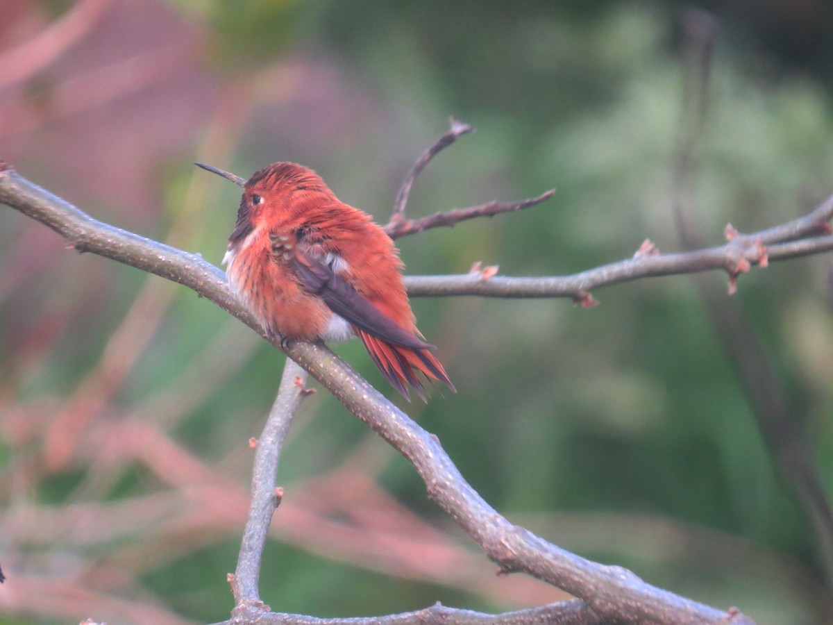 Rufous Hummingbird - Robin Rivet
