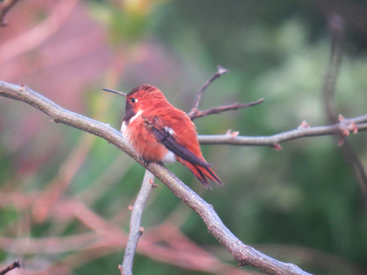 Rufous Hummingbird - ML616684542