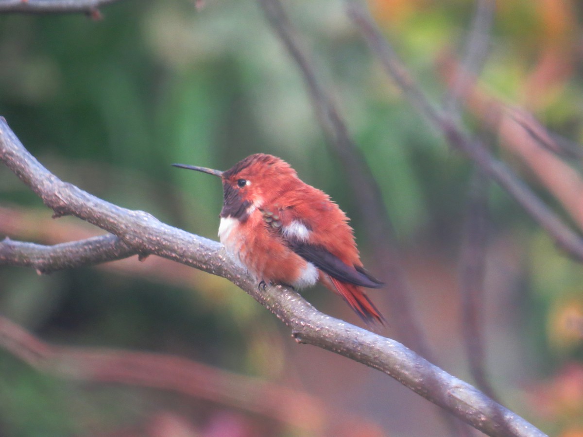 Rufous Hummingbird - ML616684543