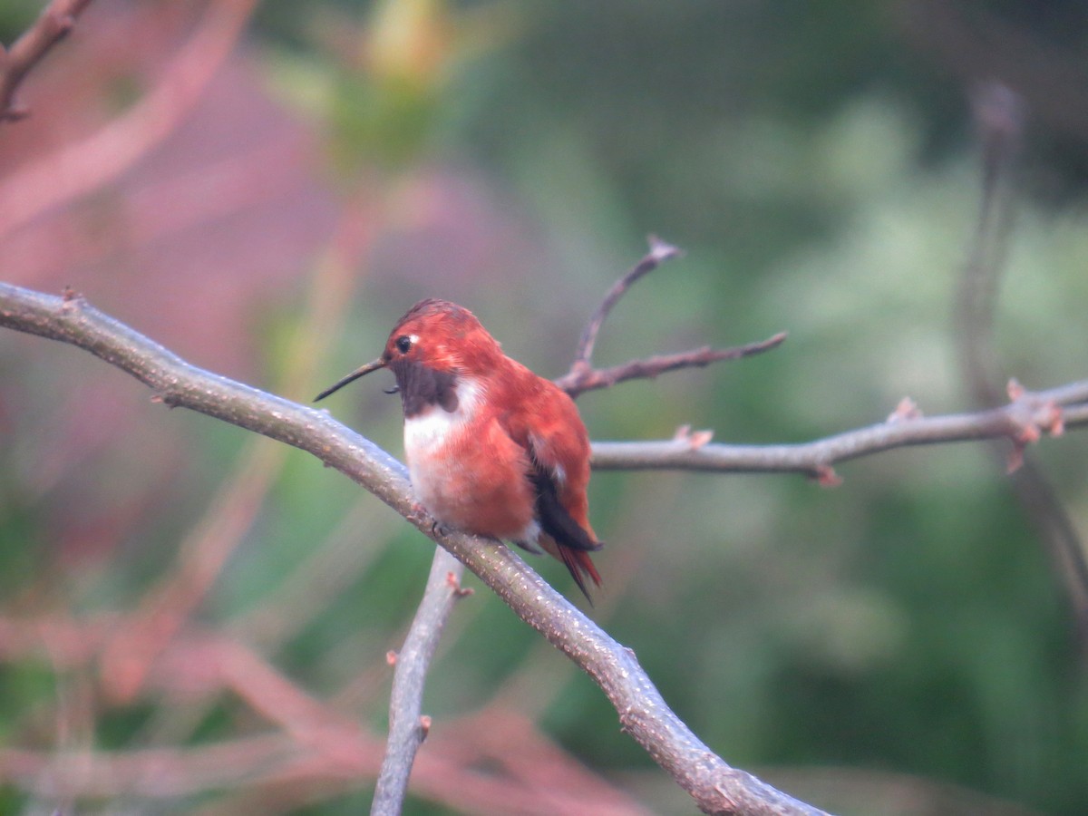 Rufous Hummingbird - ML616684544