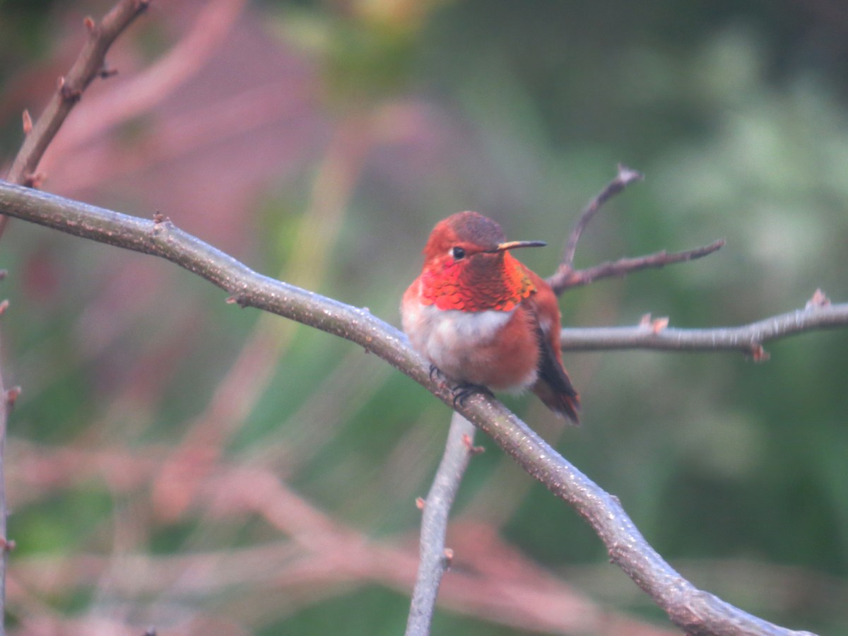 Rufous Hummingbird - ML616684545