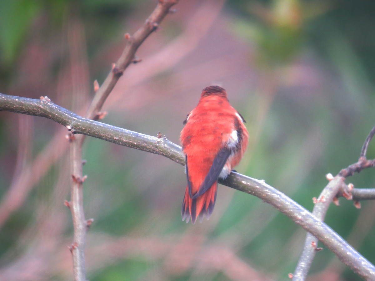 Rufous Hummingbird - ML616684547