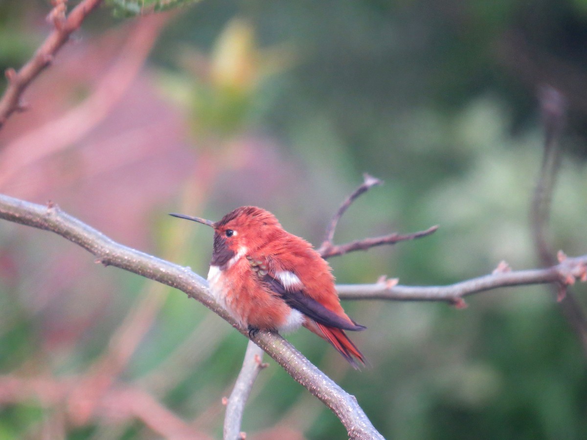 Rufous Hummingbird - ML616684548