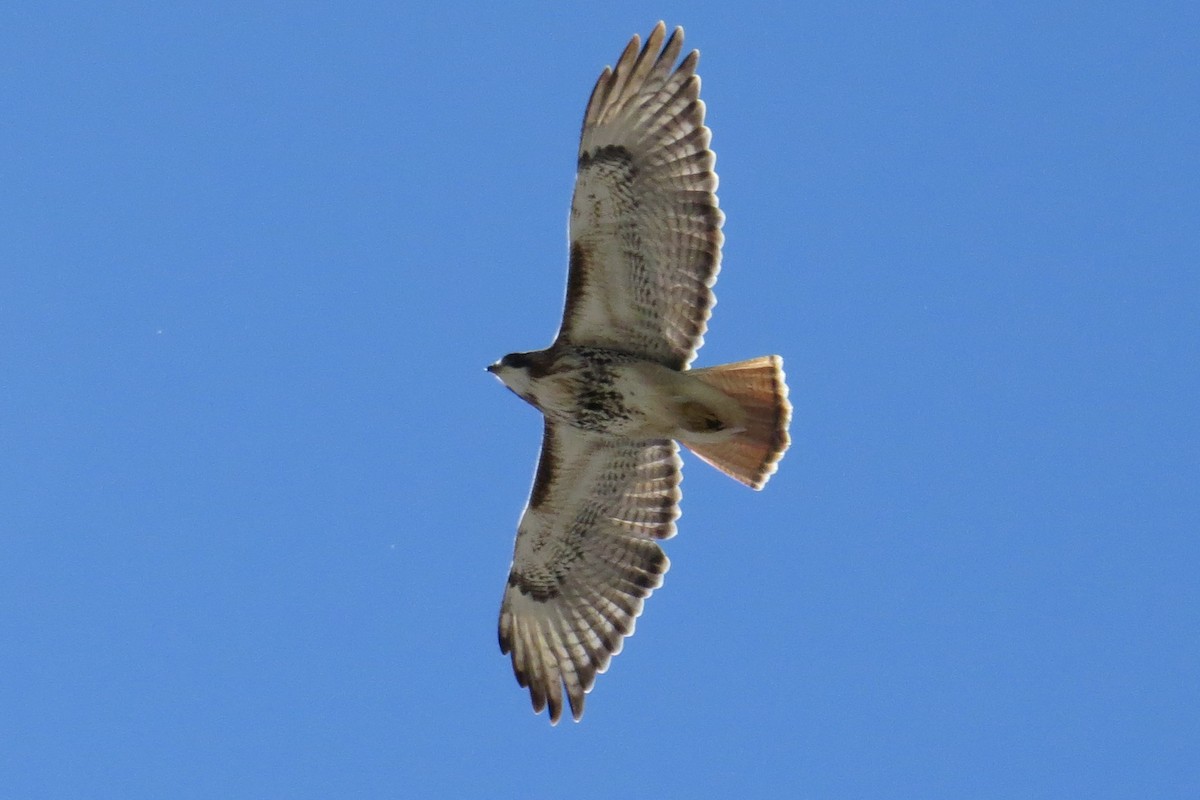 Red-tailed Hawk - Mayuko Fujino