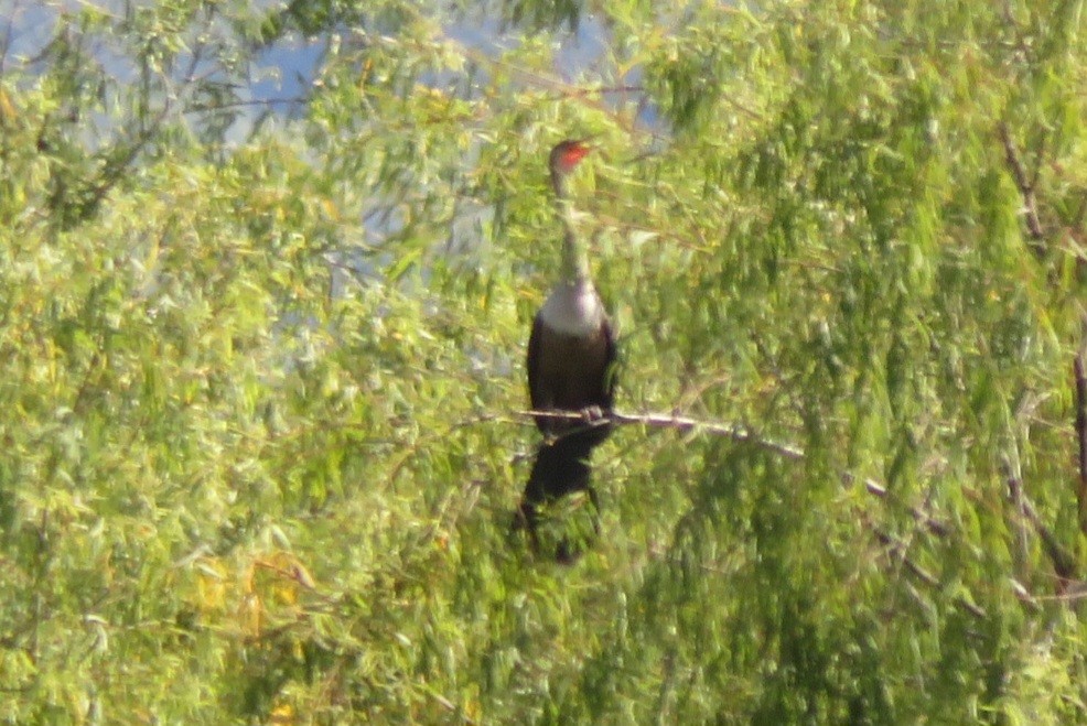 anhinga americká - ML616684672