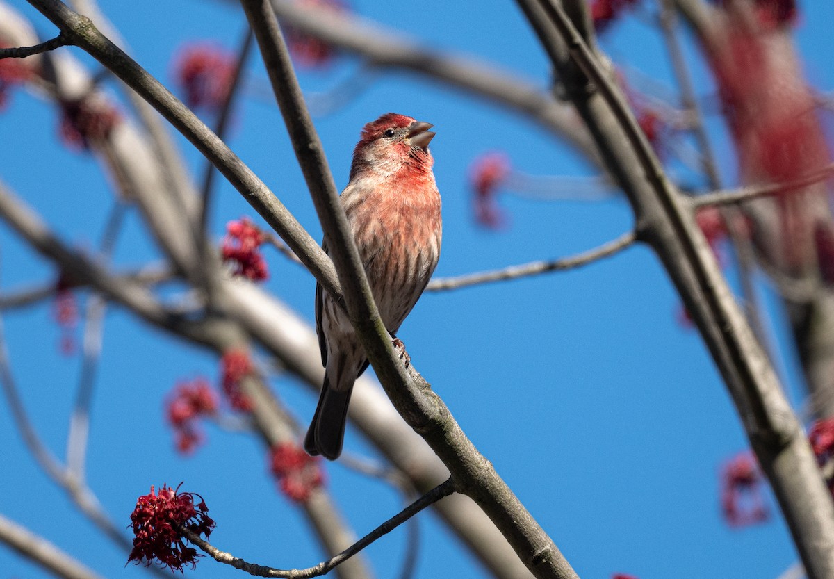 House Finch - ML616684688