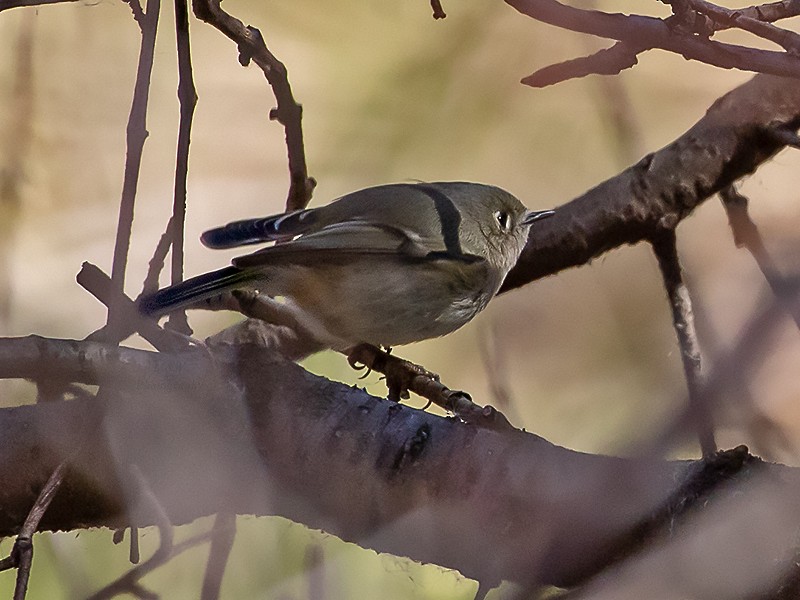 Ruby-crowned Kinglet - ML616684747