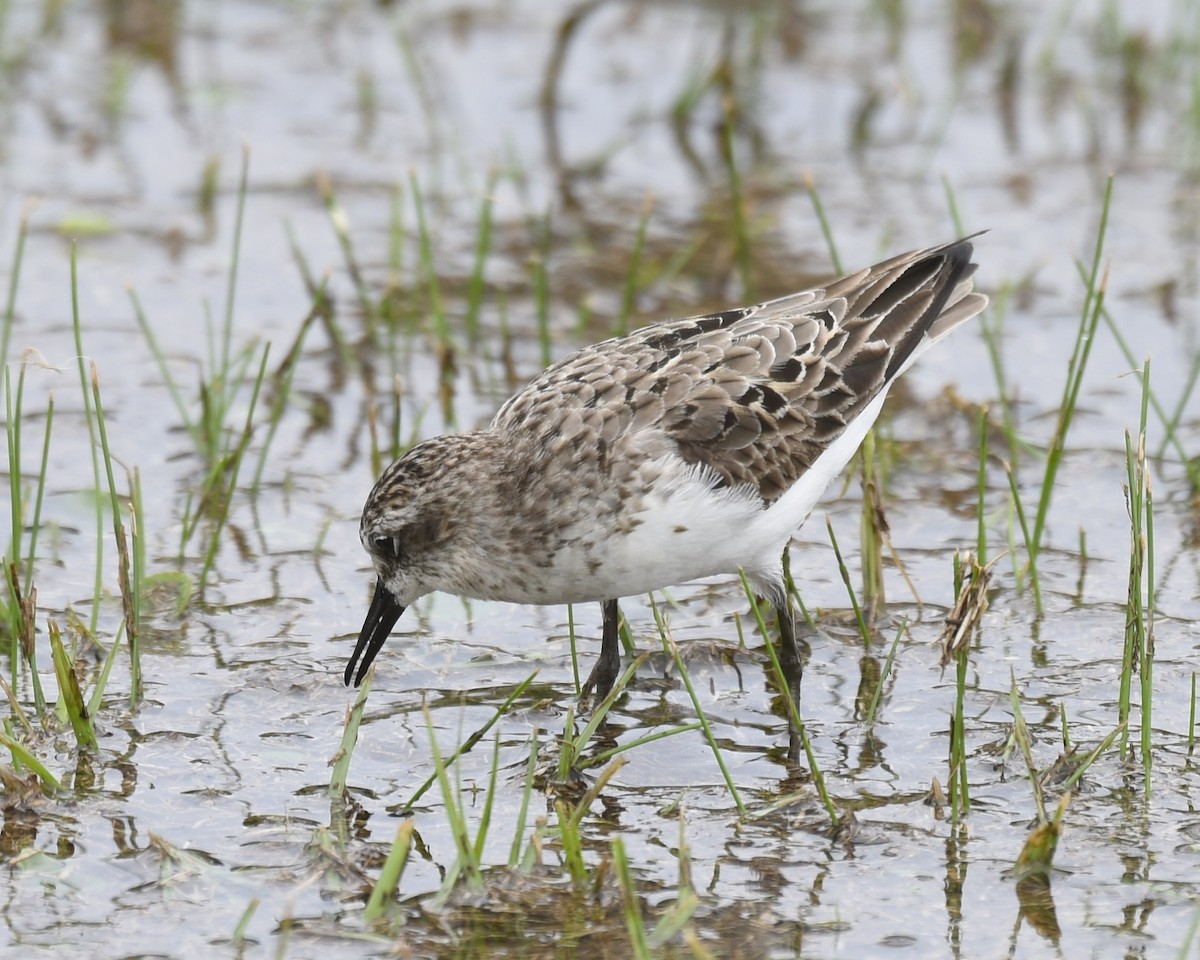 Semipalmated Sandpiper - Greg Hudson