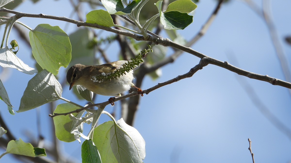 Willow Warbler - ML616684898