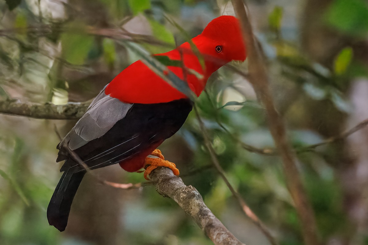 Gallito de las Rocas Peruano - ML616684915