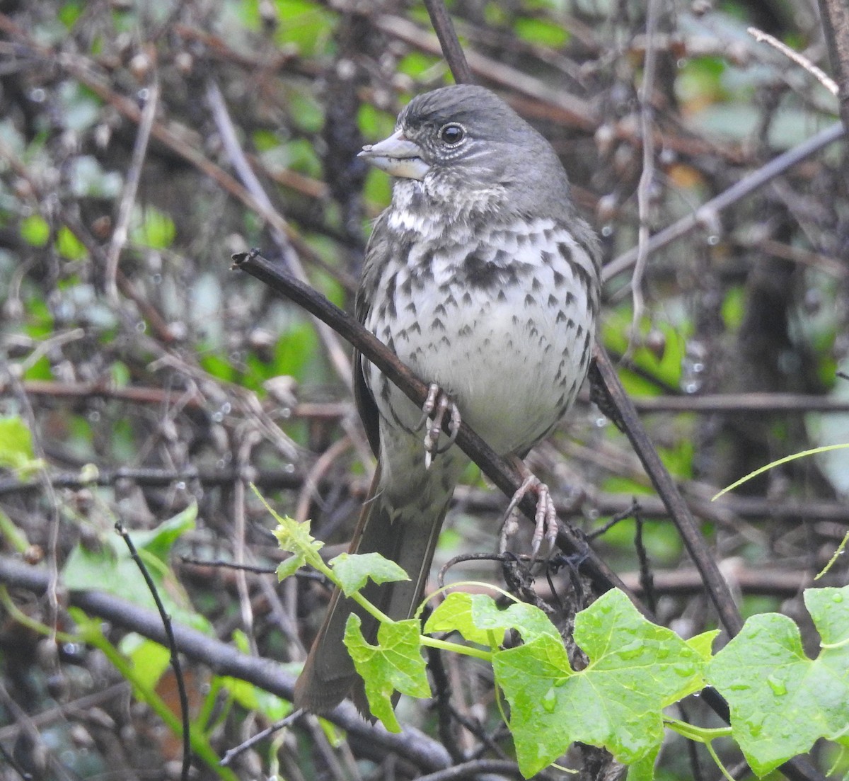 Fox Sparrow (Thick-billed) - Andrew Birch