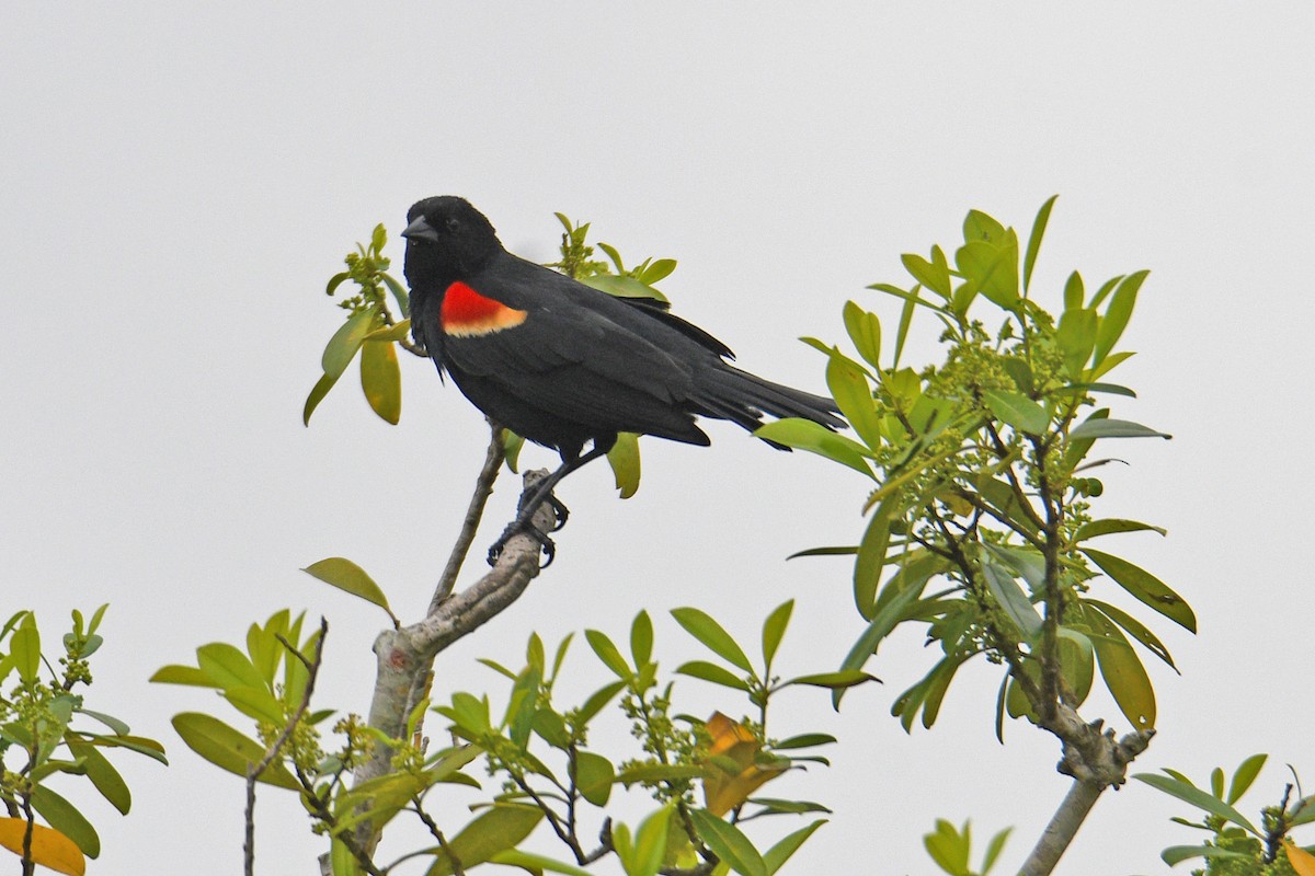 Red-winged Blackbird - ML616684929