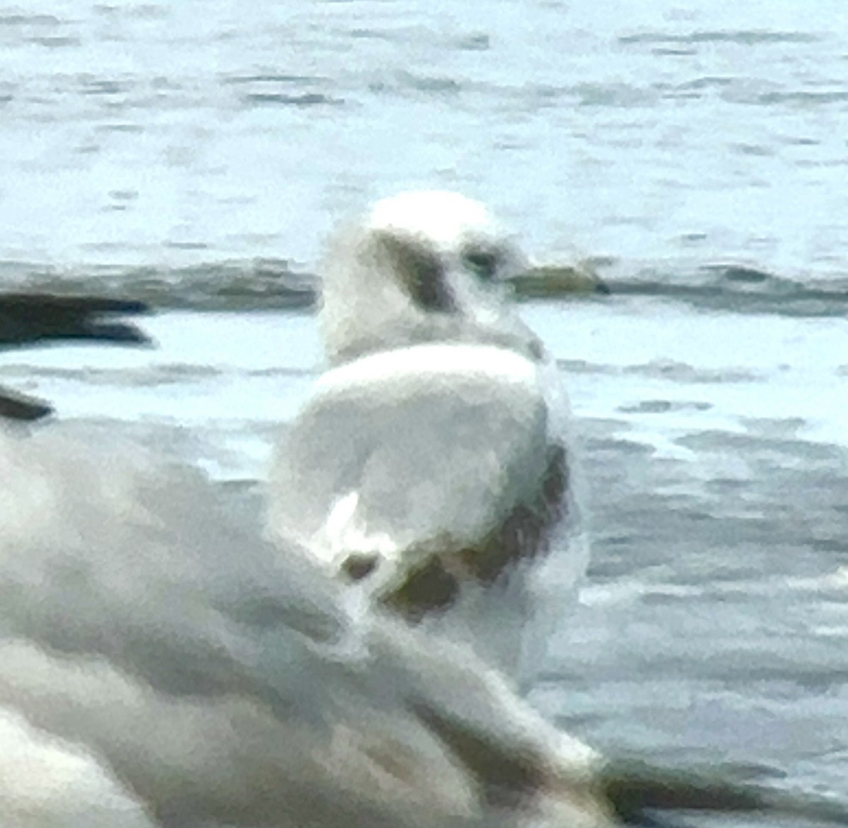 Mouette tridactyle - ML616684936