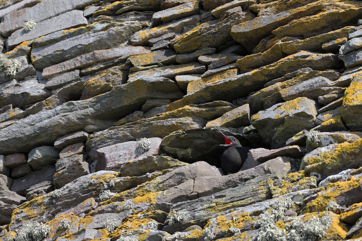 Black Guillemot - ML616684947