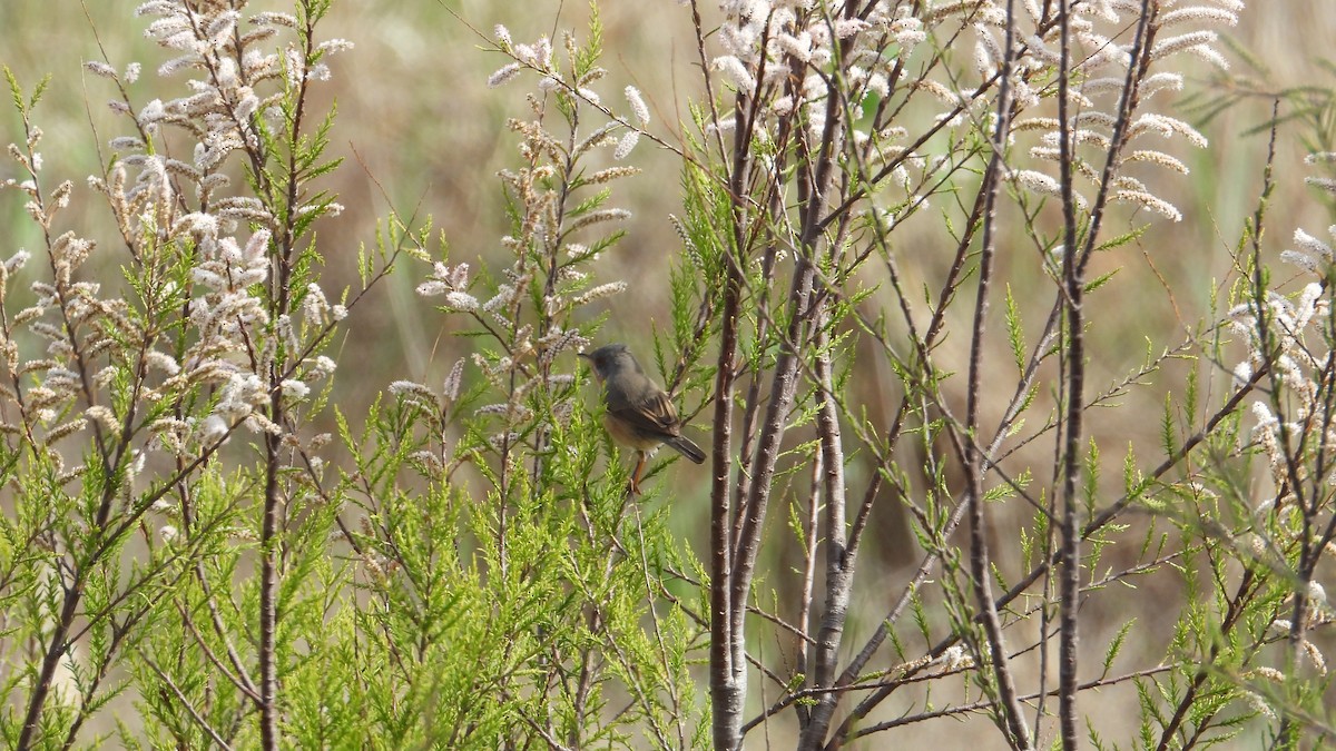 Western Subalpine Warbler - ML616684964