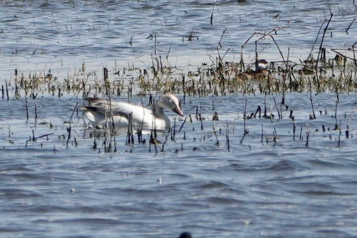 Snow Goose - ML616684983